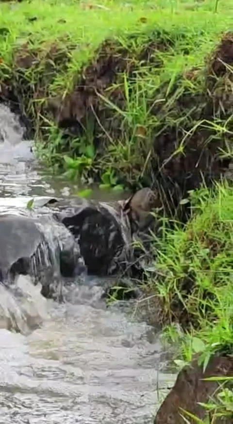 Air Terjun mini Stock Footage 171058702
