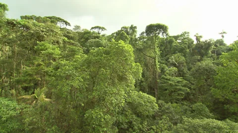 Air Tram Foliage Stock Footage 32594130