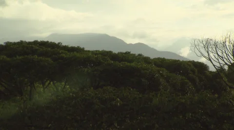 Air Tram Foliage Tree Stock Footage 32582718