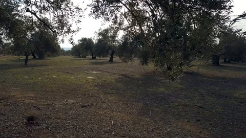 Air View 4k field of olive trees near Jaen, Spain Stock Footage 85664588