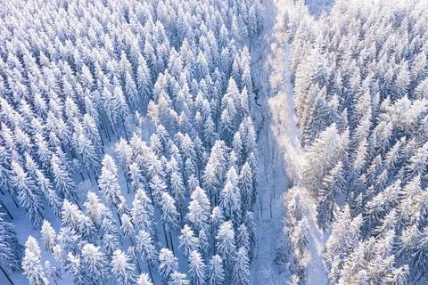 Air view shows snow covered forest. Fir trees from above. Light pastel tones Stock Photos