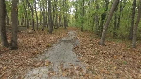 Air walk through the woods, between the trees Stock Footage 84271273