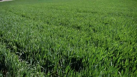 Air waves in the wheat field Stock Footage 112626685