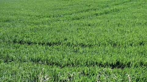 Air waves in the wheat field in summer Stock Footage 111819271