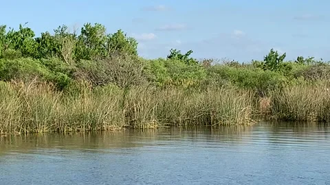 Airboat tour Stock Footage 170677036