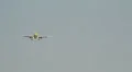Airbus 319, the airline S7, board VP-BTX comes in to land at the airport HD Footage