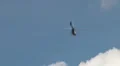 Airbus Helicopters EC 145 T2 airshow HD Footage