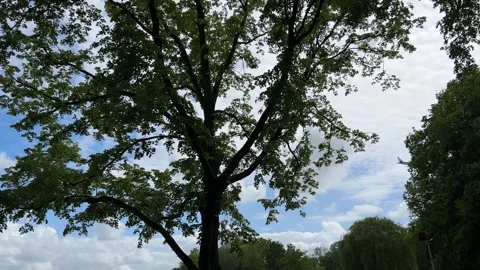 Aircraft flying over Amsterdam Forest park near Schiphol Airport, Netherlands Stock-Footage 342758905