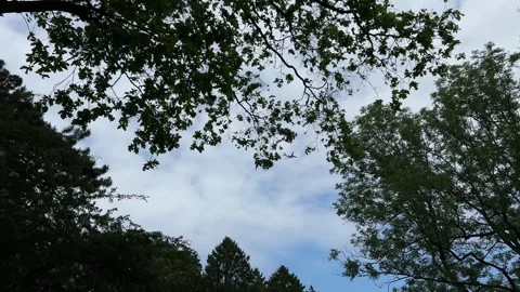 Aircraft flying over Amsterdam Forest park near Schiphol Airport, Netherlands 動画素材 342760331