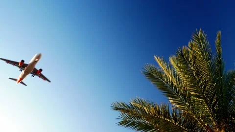 Aircraft passing close to a palm tree 스톡 동영상 137444059
