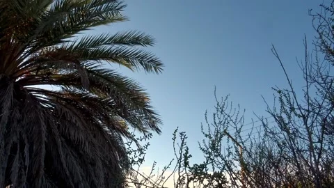 Aircraft passing upon a palm tree, blank area for text Video stock 137446496