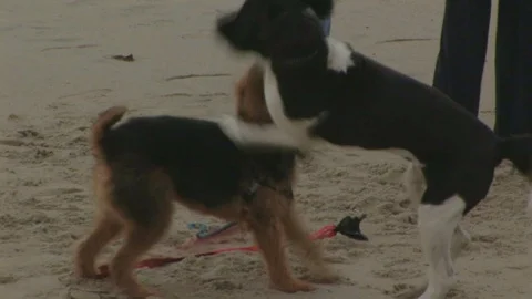 Airedale with rescue dog playing on beach in Laguna Beach, California USA Stock Footage 101265261