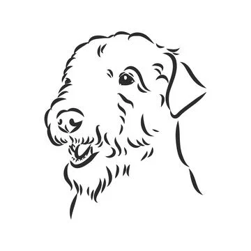 airedale coloring pages