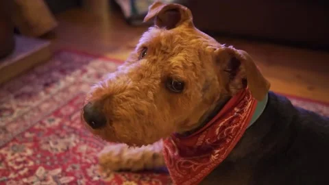 Airedale terrier dog lying down looking around Stock Footage 170893499