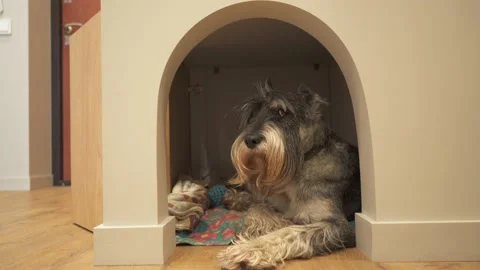 Airedale terrier in the doghouse 스톡 동영상 155844712