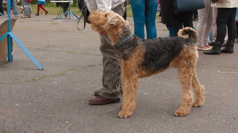 Airedale terrier Stock Footage 27897858