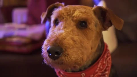 Airedale terrier looking around Stock Footage 170893481