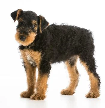 Airedale terrier Stock Photos
