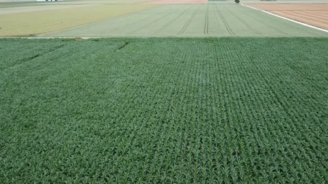 Airflight over fields, farmers land, corn field, wheat Stock Footage