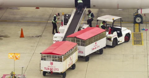 Airline cargo loading process airport transportation ground level industrial Video stock 297675314