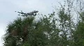 Airliner Flying Over Trees HD Footage