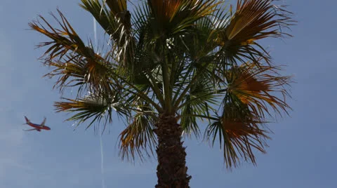 Airliner Passing over Palm Trees, Airplane Flying over Tropical Island, Blue Sky Stock Footage 24357068