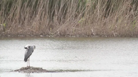 AIRONE 4, A heron is looking at the river, waiting for the fish Stock Footage 37868963