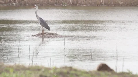 AIRONE 5, A heron is looking at the river, waiting for the fish Stock Footage 37866050