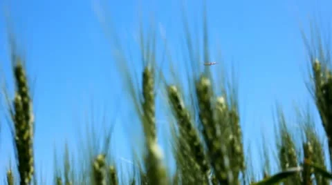 Airplain are taking off threw ears of wheat Stock Footage 20472144