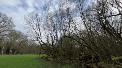 Airplane-amsterdam-forest-013 Vidéo 332871539