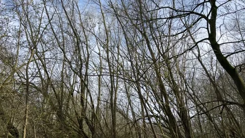 Airplane-amsterdam-forest-015 Stock-Footage 332871545