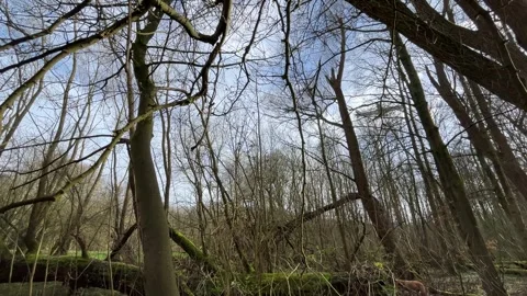 Airplane-amsterdam-forest-016 스톡 동영상 332871550