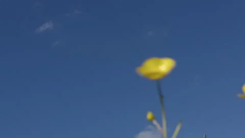 Airplane approaching while flying over yellow wildflowers Video stock 288693790