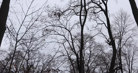 Airplane crossing winter treetops under overcast sky, forest silhouette Stock Footage 320167097