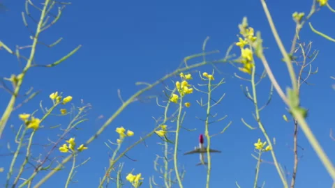 Airplane entering frame flying over yellow flowers Stock Footage 300615768