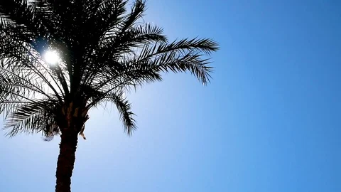 Airplane far in clear sky. Slow motion Stock Footage 125524441