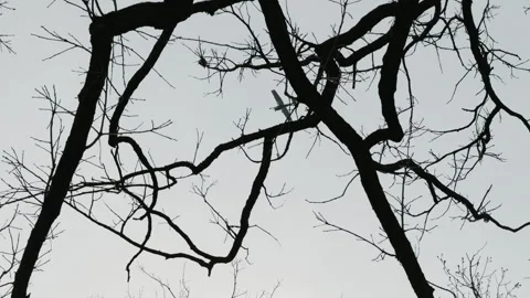 Airplane flying above bare tree branches. Silhouette of plane in cloudy sky over Stock Footage 332185557