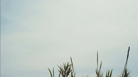 Airplane flying away Stock Footage 79092775