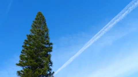 Airplane flying into frame through blue sky behind vibrant green tree Stock Footage 169982464