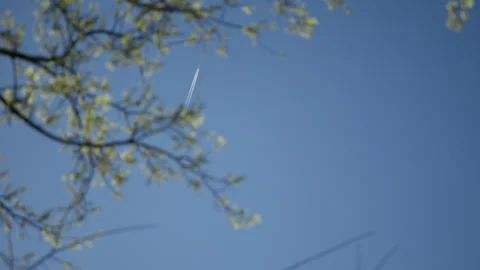 Airplane Flying in the middle of the tree branches Stock Footage 338027244