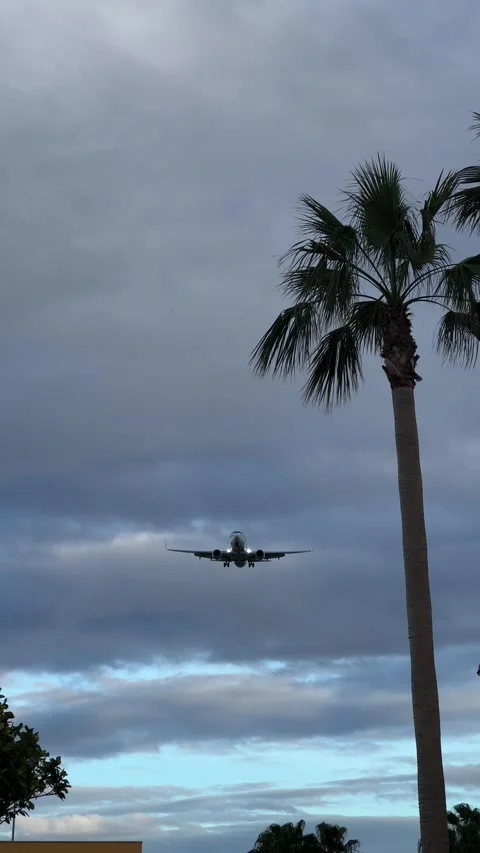 Airplane flying over palm tree in Plaza Mayor shopping mall in Malaga. Vertical Stock Footage 240922044