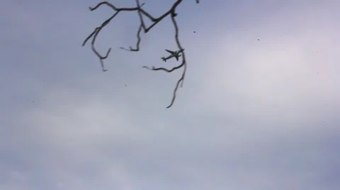 Airplane flying over the tree. HD. 1920x1080 Stock Footage 44016353