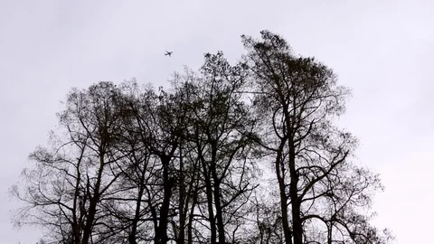 Airplane Flying Over Trees Stock Footage