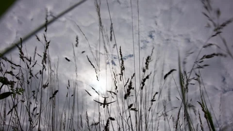 Airplane is flying through a cloudy sky over a field of grass Stock-Footage 300615738