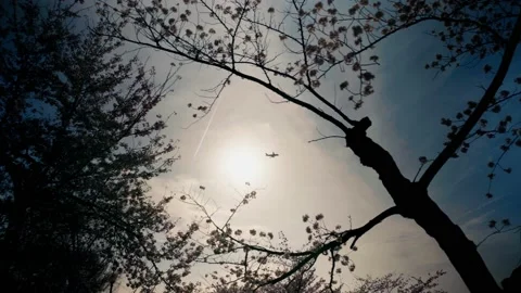 Airplane flying through the sun with cherry blossoms in foreground Stock Footage 172246836