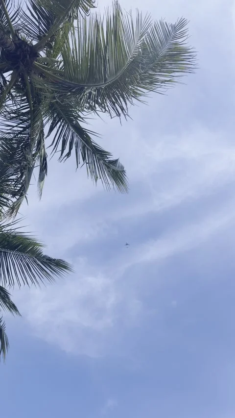Airplane Over Palm Trees, Blue Sky, Vertical 4K Stock Footage 340176522
