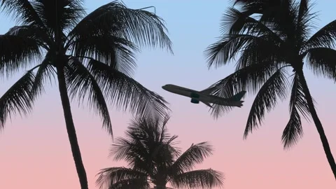 Airplane With Palm Trees Stock Footage 148371392