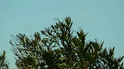 Airplane passage Stock-Footage 10804608