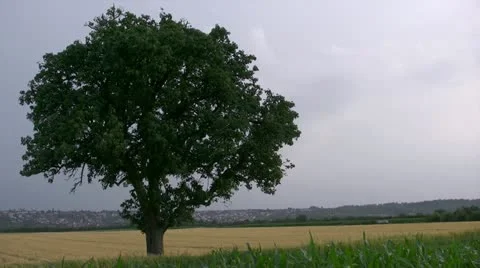 Airplane passes behind Tree Video stock 20449856