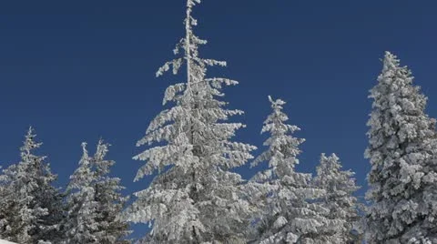 Airplane Passing Flight White Forest Winter Scenery Picturesque Sunny Blue Sky Stock Footage 21990056